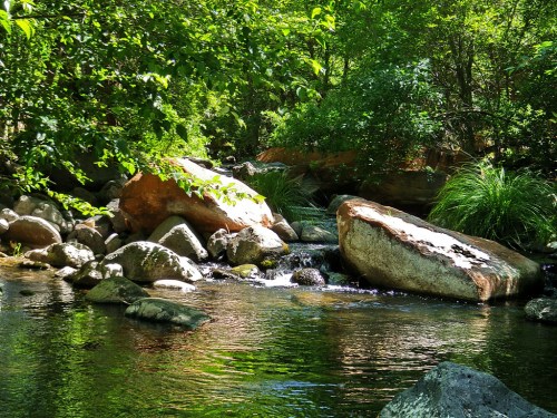 A serene stream flows over smooth rocks, surrounded by lush greenery and sunlight filtering through the trees.