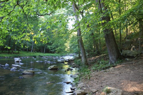 A serene forest scene with a calm stream, surrounded by lush green trees and scattered rocks along the water's edge.
