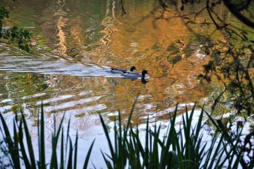 A duck swims on a calm lake, surrounded by lush greenery and reflections of autumn colors in the water.