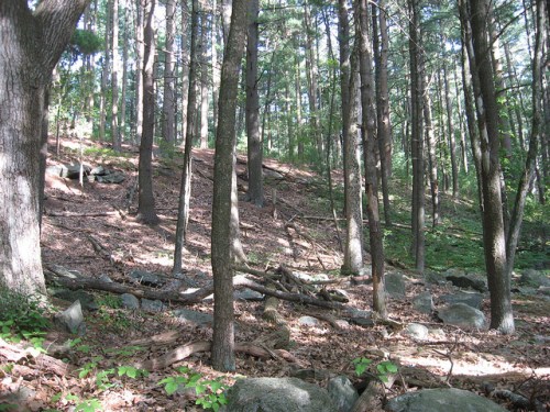 A serene forest scene with tall trees, scattered rocks, and a carpet of leaves on the ground.