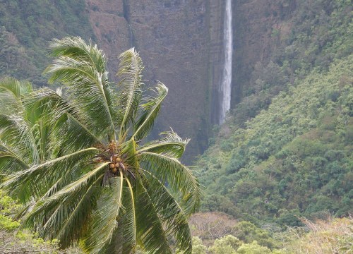 A lush green landscape featuring a palm tree in the foreground and a waterfall cascading down a rocky cliff in the background.