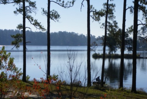 A serene lake view surrounded by tall pine trees and gentle reflections on the water's surface.