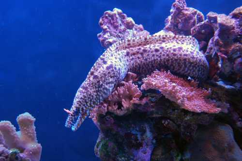 A spotted moray eel resting among colorful coral in a vibrant underwater scene.