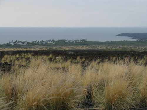 A coastal view featuring tall grass in the foreground, with a distant island and ocean under a cloudy sky.