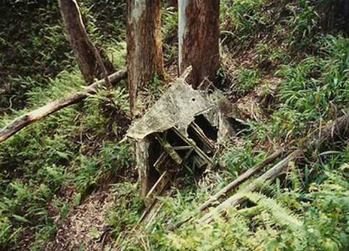 A dilapidated structure partially hidden among trees and ferns in a forested area.