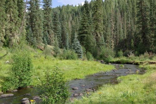 A serene stream flows through a lush green landscape, surrounded by tall trees and vibrant vegetation.