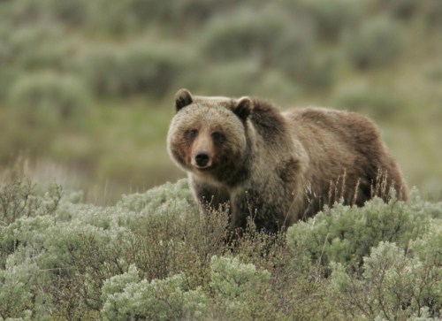A brown bear stands among green shrubs in a natural landscape, looking curiously at the camera.
