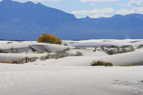 A solitary tree stands amidst rolling white sand dunes, with mountains in the background under a blue sky.