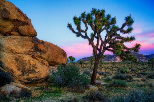 A Joshua tree stands beside large boulders in a desert landscape at sunset, with colorful skies in the background.