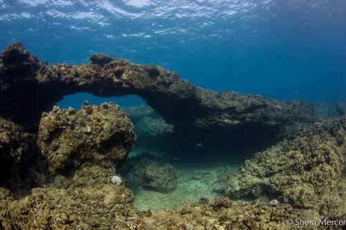 Underwater scene featuring a rocky arch formation surrounded by clear blue water and coral.