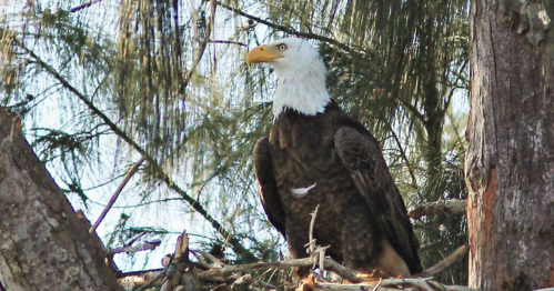 A bald eagle perched on a tree branch, looking out over its surroundings.