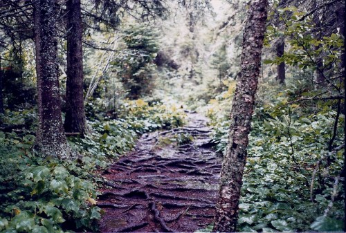 A winding forest path covered in tree roots, surrounded by lush greenery and tall trees.