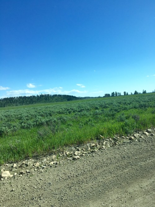 A wide, green landscape under a clear blue sky, with distant trees and a gravel road in the foreground.
