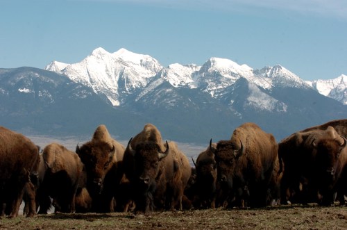 A herd of bison in the foreground with snow-capped mountains in the background under a clear blue sky.