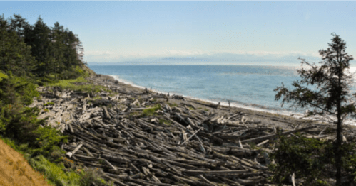 A scenic coastal view with driftwood scattered along the shore, surrounded by trees and a clear blue sky.