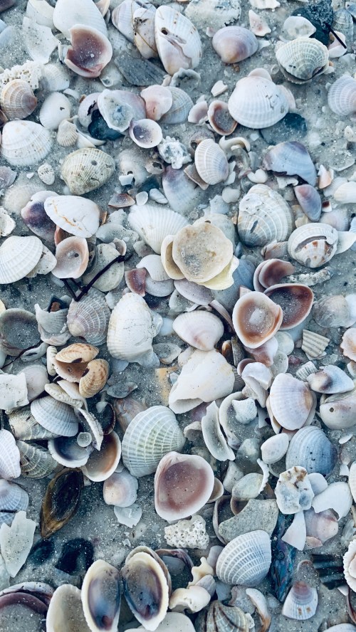 A close-up of a sandy beach covered with a variety of colorful seashells in different shapes and sizes.