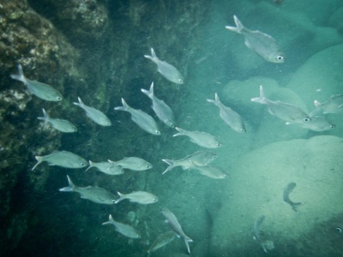 A school of small fish swimming in clear water near rocky underwater terrain.
