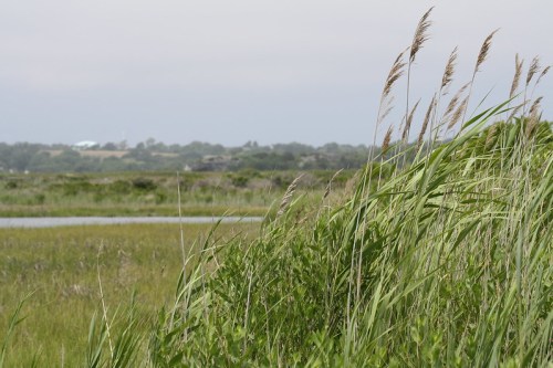 Tall grasses sway in a marshy landscape, with a distant view of buildings under a cloudy sky.