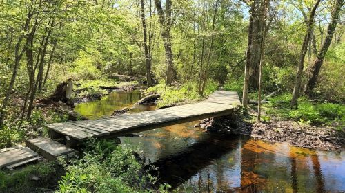 A wooden bridge crosses a serene stream surrounded by lush green trees and foliage in a peaceful forest setting.