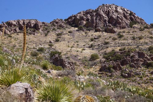 A rocky hillside with sparse vegetation and cacti under a clear blue sky.