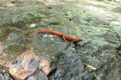 A small orange salamander with black spots on a wet rock in a natural setting.