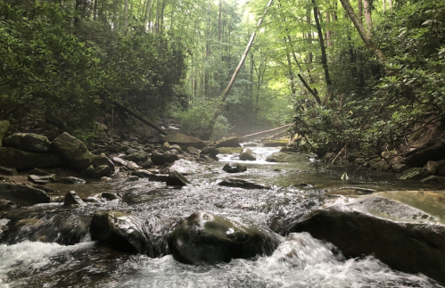 A serene forest stream flows over rocks, surrounded by lush greenery and misty trees in a tranquil setting.