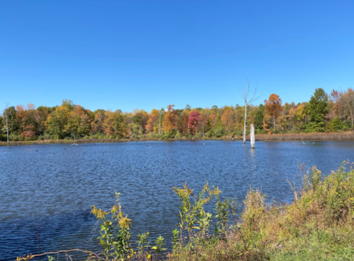 A serene pond surrounded by colorful autumn trees under a clear blue sky.