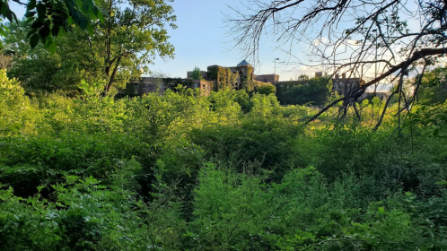 Overgrown vegetation surrounds the ruins of a stone building, with trees and a clear sky in the background.