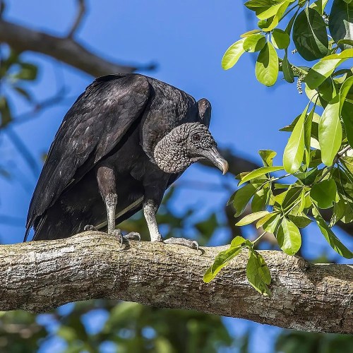 A black vulture perched on a tree branch, surrounded by green leaves against a clear blue sky.