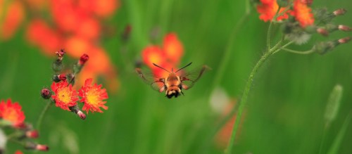 A bee hovering near vibrant orange and yellow wildflowers against a lush green background.