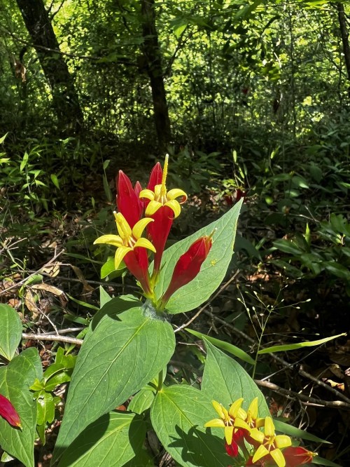 Bright red and yellow flowers bloom among lush green foliage in a sunlit forest setting.