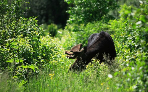 A moose grazing in a lush, green forest surrounded by dense foliage and wildflowers.