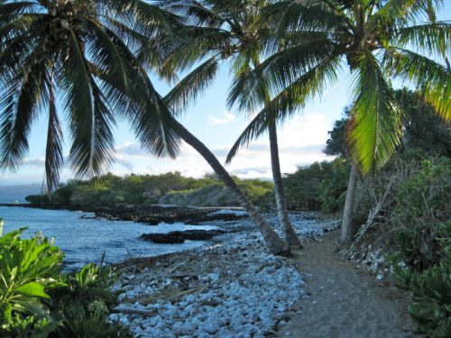 A serene beach scene with palm trees, rocky shoreline, and lush greenery under a clear blue sky.
