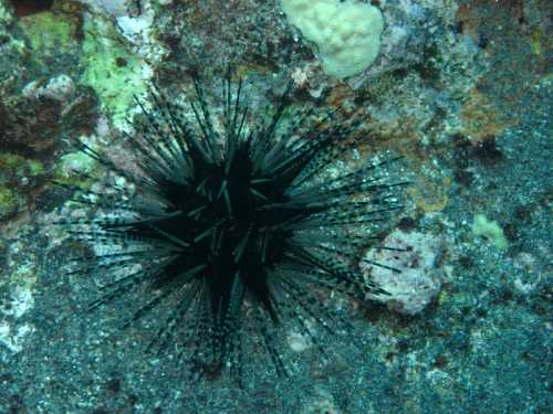 A black sea urchin with long spines resting on a rocky ocean floor, surrounded by coral and marine life.