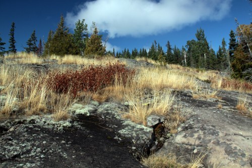 A rocky landscape with patches of grass and shrubs, surrounded by tall trees under a blue sky with clouds.