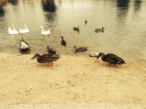 Ducks and geese gathered by a calm pond, with some swimming and others on the shore.