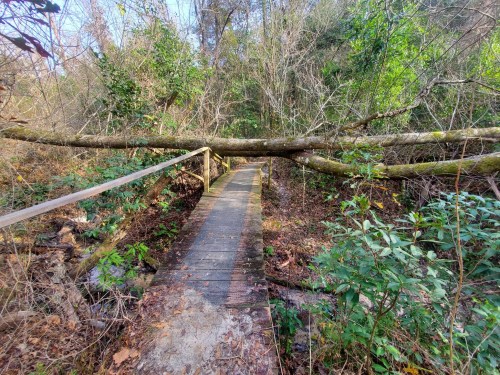 A wooden bridge in a forest, partially blocked by a fallen tree, surrounded by dense greenery and underbrush.