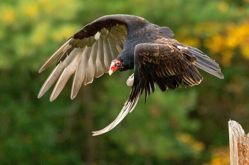 A turkey vulture glides gracefully through the air, showcasing its large wings and distinctive red head.