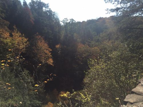 A scenic view of a forested valley with autumn foliage and a clear blue sky.