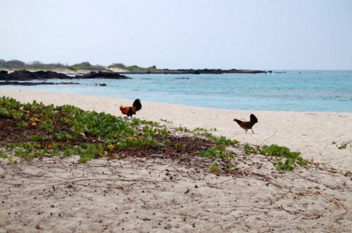 Two roosters forage on a sandy beach with turquoise water and rocky shoreline in the background.