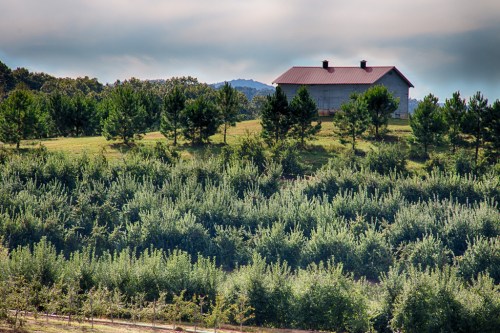 A house with a red roof sits on a hill, surrounded by lush green trees and shrubs under a cloudy sky.