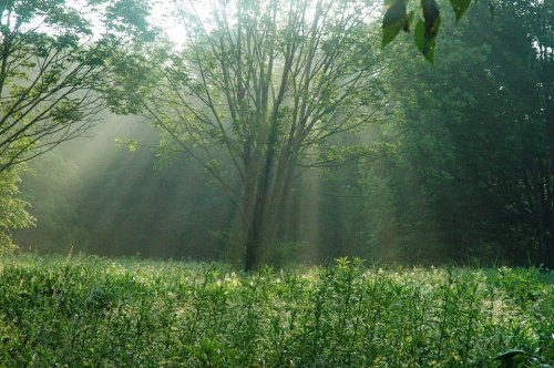 Sunlight streams through trees in a misty forest, illuminating a lush green field.