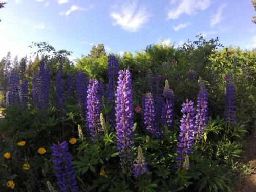 A vibrant display of purple lupine flowers surrounded by lush green foliage under a clear blue sky.