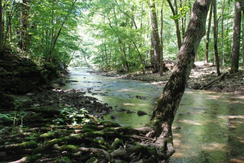 A serene forest scene featuring a winding creek surrounded by lush green trees and exposed roots along the bank.