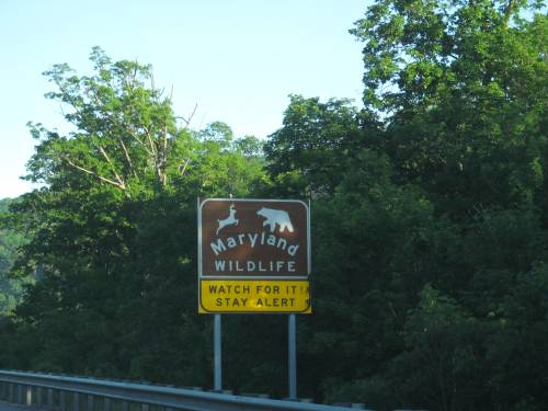 A brown sign reading "Maryland Wildlife" with a deer and bear graphic, instructing to "Watch for it! Stay alert."