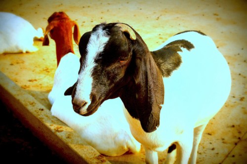 A close-up of a black and white goat with long ears, resting on a sandy surface, with another goat in the background.