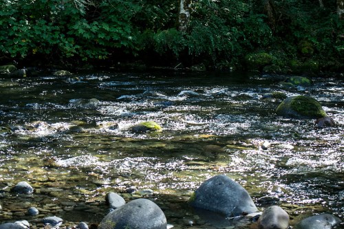 A serene river flows over smooth stones, surrounded by lush green foliage and dappled sunlight.