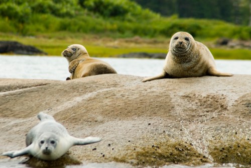 Three seals resting on a rocky shore, with two sitting upright and one lying on its side near the water.