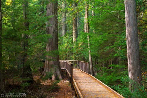 A wooden boardwalk winding through a lush green forest with tall trees and dense foliage.