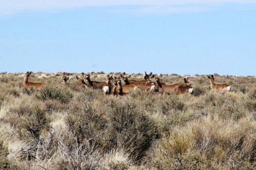 A group of deer stands among tall grasses and shrubs under a clear blue sky.